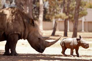 A newborn Rhinoceros stands next to her 11-year-old mother Rihanna, at the Ramat Gan Safari, an open-air zoo near the Israeli coastal city of Tel Aviv, on June 6, 2021. (Photo by JACK GUEZ / AFP) (Photo by JACK GUEZ/AFP via Getty Images)