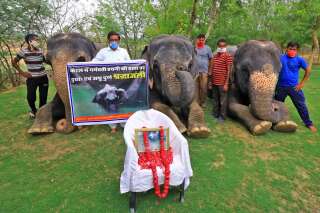 Chasse à l'homme en Inde après la mort d'une éléphante qui a mangé un fruit piégé de pétards