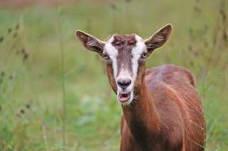 Les chèvres peuvent repérer et préfèrent les visages souriants