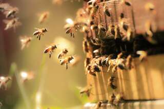 Haute-Loire: un homme, attaqué par des milliers d'abeilles en furie, entre la vie et la mort