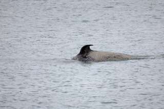 L'orque égarée dans la Seine n'est pas morte d'une maladie, Sea Shepherd porte plainte
