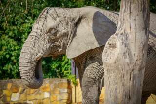 Du cannabis pour les éléphants? L'innovation anti-stress du zoo de Varsovie