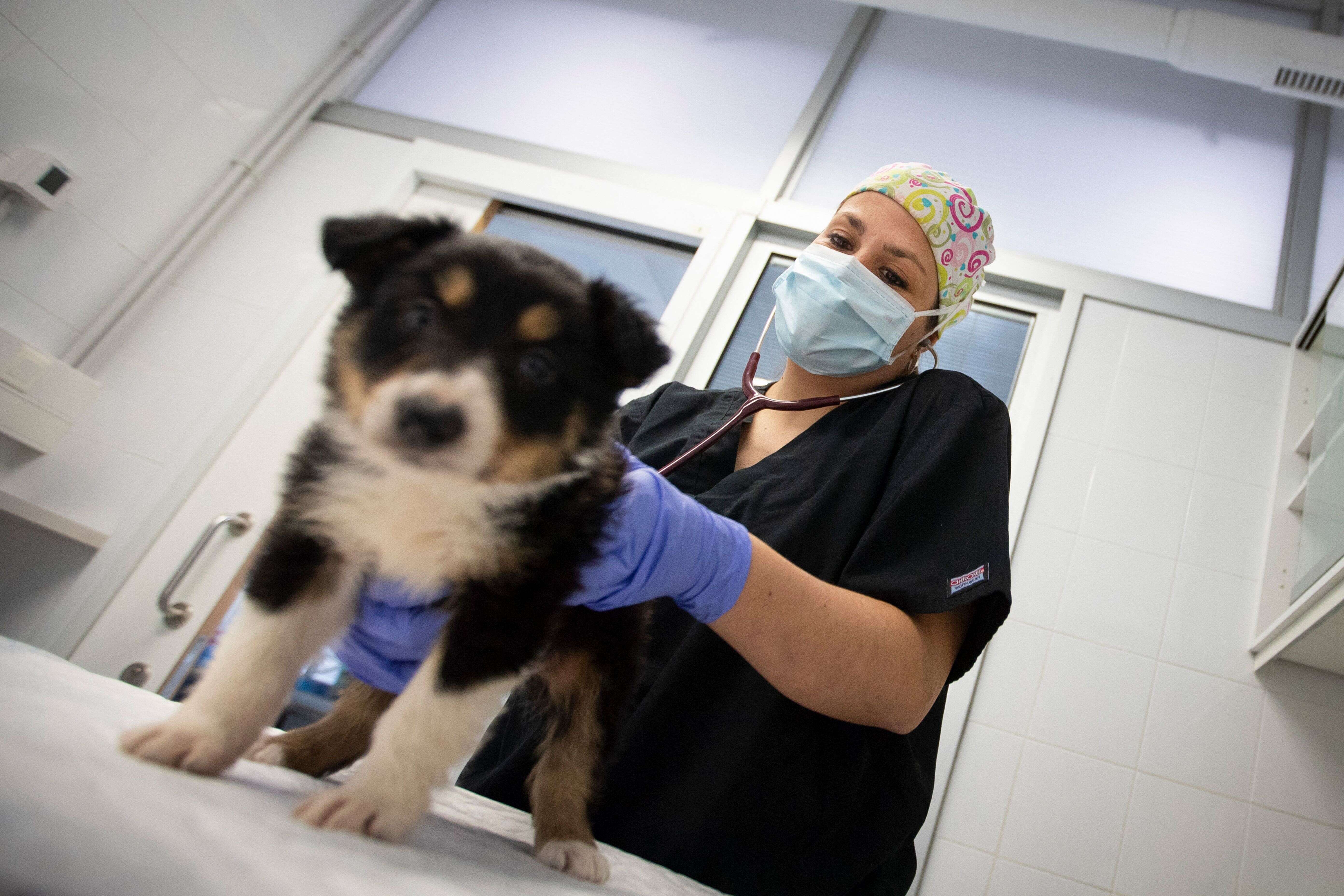 Un vétérinaire ausculte un chien à Palma de Majorque en Espagne, le 31 mars 2020. Photo d'illustration.