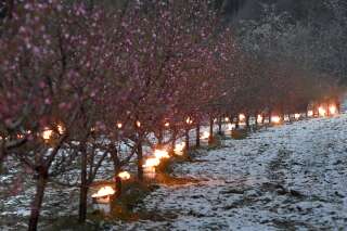 Des bougies pour empêcher les récoltes de geler à Westhoffen, en Alsace le mardi 6 avril 2021.