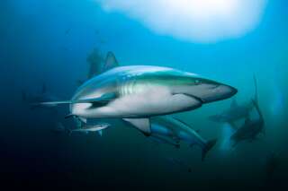 Certaines espèces de requins océaniques sont au bord de l'extinction.