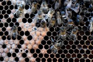 Le gouvernement rouvre la voie à l'utilisation d'un insecticide fatal aux abeilles et banni en 2018