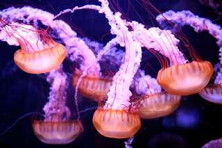 Les méduses, vraies gagnantes de l'activité humaine sur les océans