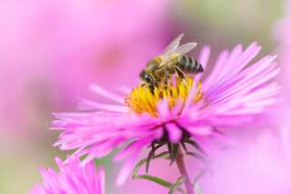 Et si les abeilles étaient remplacées par des drones lançant des bulles de savon?