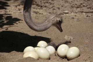 Des chercheurs ont enfin élucidé le mystère de la forme des œufs d'oiseaux