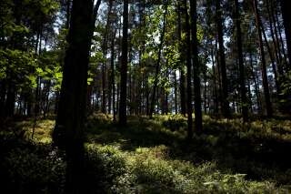 Une forêt près de Zabiezki, en Pologne, le 11 juin 2021