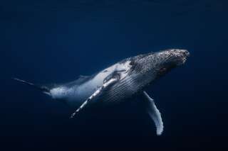 Aucune baleine n'a été chassée en Islande alors que les pêcheurs en avaient le droit
