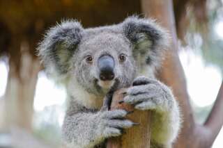Le génome du koala a été séquencé et c'est une bonne nouvelle pour sa protection