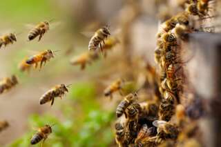 Les abeilles menacées par un virus qui leur déforme l'aile
