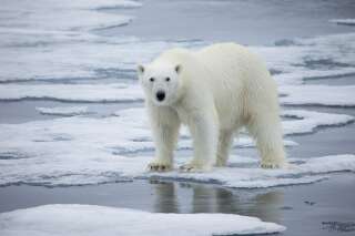 Vers l'extinction des ours polaires d'ici 2100, prévient une étude