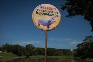Le caca des hippopotames de Pablo Escobar pourrait menacer l'écosystème colombien