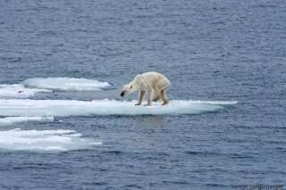 Ours polaire: l'auteure de la photo qui a fait le tour du monde lance un  appel contre le réchauffement