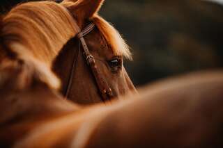 Un nouveau cheval découvert mutilé, cette fois à Istres