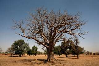 Les plus vieux baobabs d'Afrique disparaissent et les chercheurs ne savent pas pourquoi