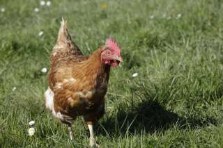 Canicule: 250 poules sur 300 de cet élevage de l'Hérault sont mortes de chaud