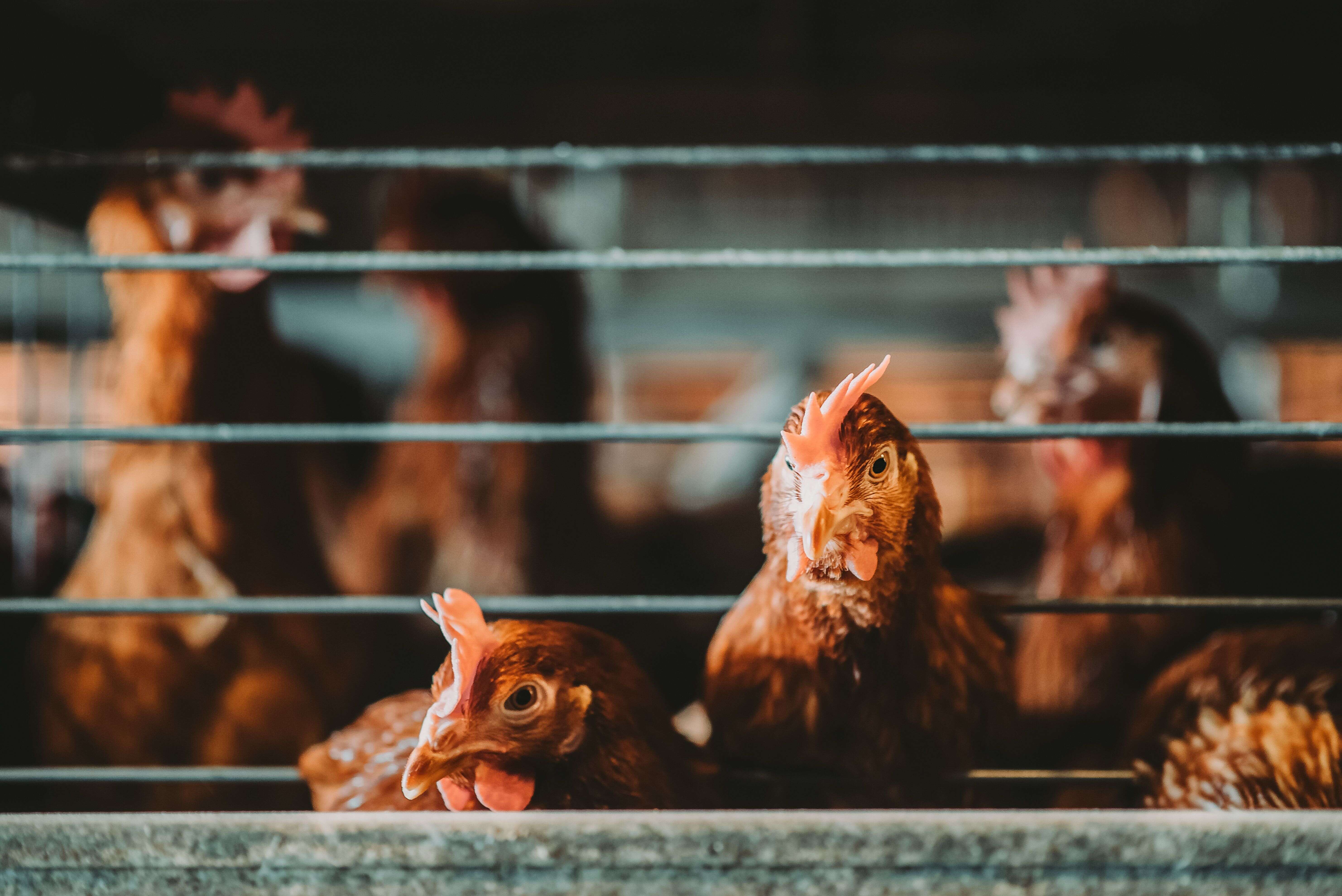 L'association L214 a dénoncé un élevage de poules des Deux-Sèvres, évoquant des 