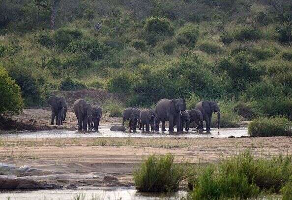 Des éléphants dans le parc national Kruger en Afrique du Sud. (image d'illustration)