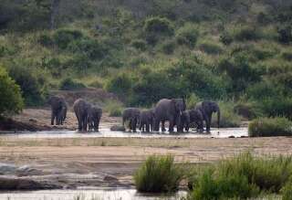 Des éléphants dans le parc national Kruger en Afrique du Sud. (image d'illustration)