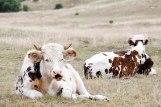 Une antenne 4G soupçonnée de causer la mort de vaches va être arrêtée en Haute-Loire (Photo de vaches par Christophe Lehenaff via Getty Images)