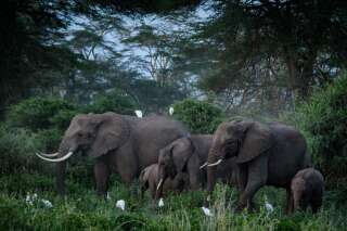 Pourquoi ce troupeau d'éléphants va prendre l'avion pour le Kenya