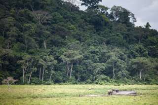 La forêt tropicale gabonaise est un écosystème fragile et menacé par le braconnage et la déforestation.