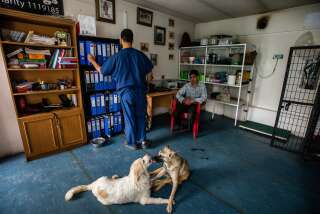 Deux chiens et des employés dans la clinique vétérinaire et association Nowzad à Kaboul, en Afghanistan.