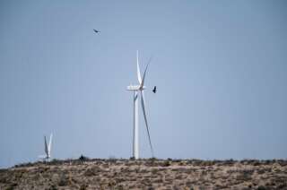 Les oiseaux disparaissent et les éoliennes ne sont pas le premier coupable (photo prise au Texas le 10 avril 2021)