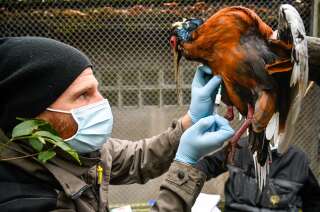 Depuis le mois de décembre, la France a abattu trois millions d'oiseaux par crainte de l'épidémie de grippe aviaire. D'autres, comme cet ibis du zoo de Mulhouse photographié en novembre 2020, ont été vaccinés.