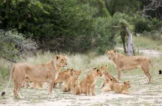 Des lions dans une réserve de chasse adjacente au parc national Kruger dans la province de Mpumalanga, en Afrique du Sud, le 12 avril 2019.