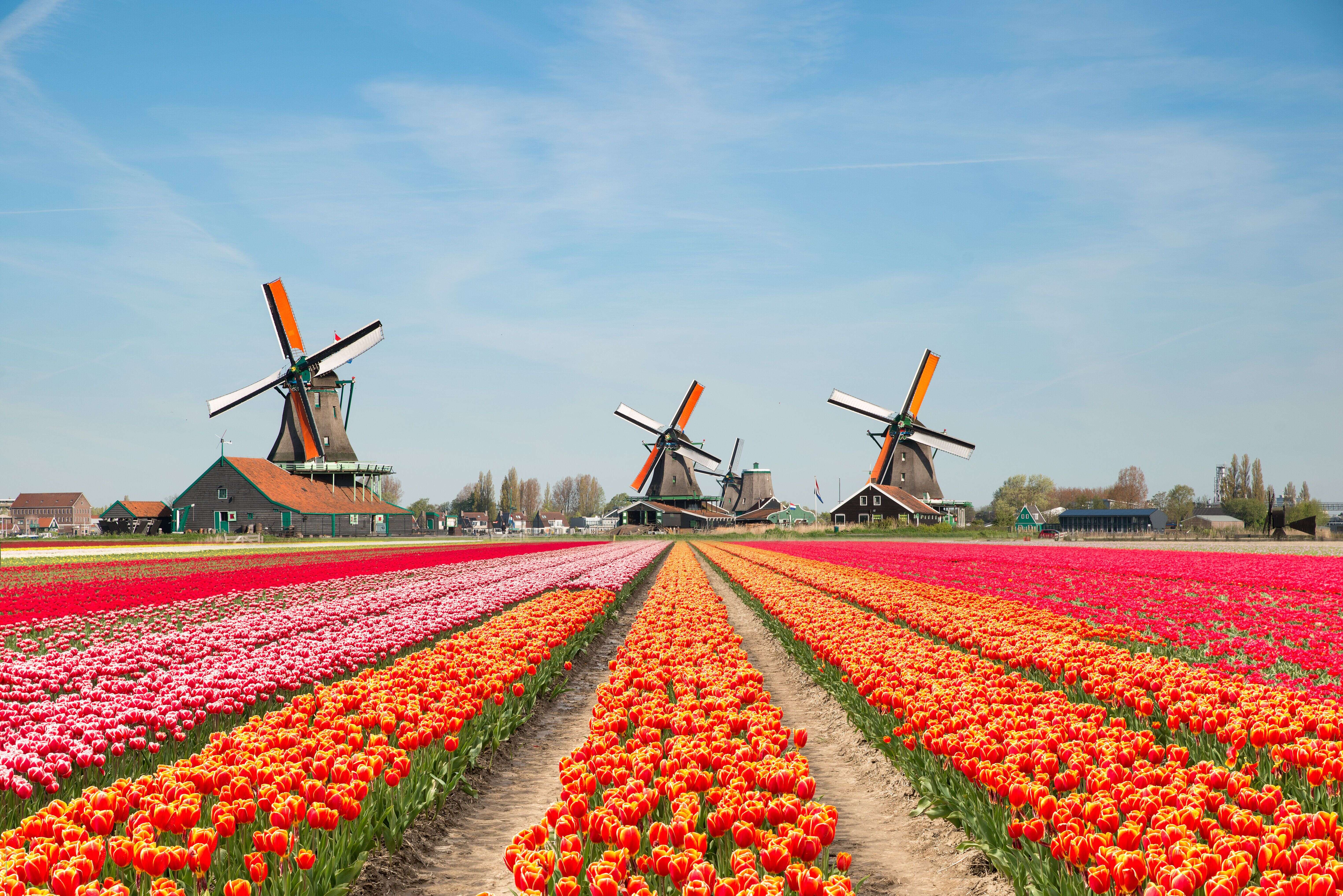 Un paysage de tulipes aux Pays-Bas. (photo d'illustration)