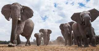 Les éléphants et autres poids lourds du monde animal sont des acteurs majeurs dans la lutte contre le réchauffement climatique.