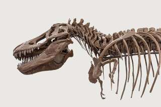 Les tyrannosaures avaient de petits bras, dont l'utilité reste un mystère