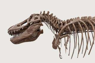 Les tyrannosaures avaient de petits bras, dont l'utilité reste un mystère