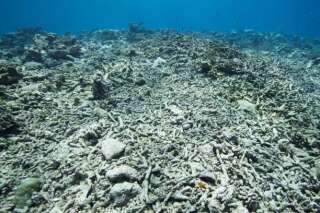 Pourquoi l’Australie ne protège pas sa barrière de corail