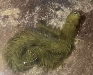 Ce serpent d'eau recouvert d'algues ressemble à une créature mystique