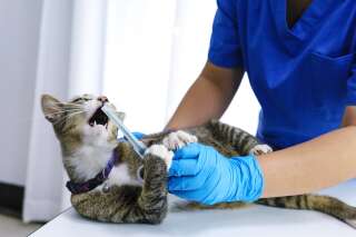 Coronavirus: des vétérinaires alertent sur les mauvais traitements