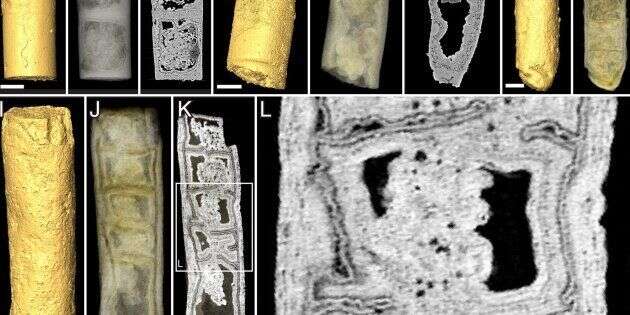 Prise de vue en 3D de la plante fossilisée indienne grâce à la tomographie microscopique aux rayons X.