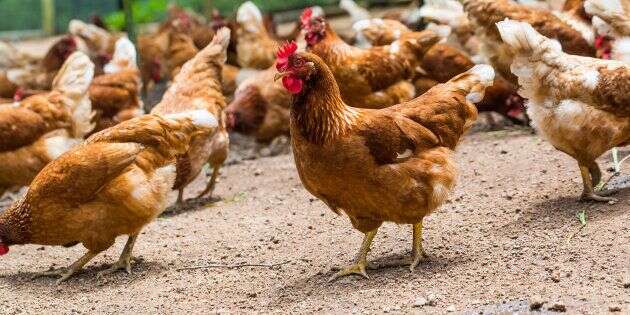Auchan va arrêter de vendre des œufs de poules élevées en batterie (d'ici 2025)