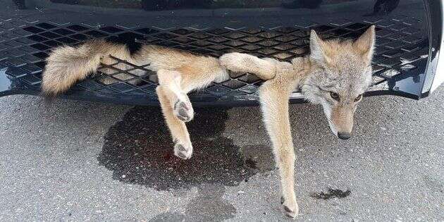 La photo est impressionnante mais ce coyote est sorti sain et sauf d'un accident sur l'autoroute.