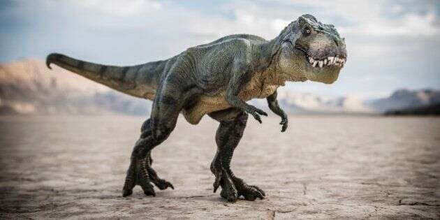 Tyrannosaurus rex dinosaur in desert field