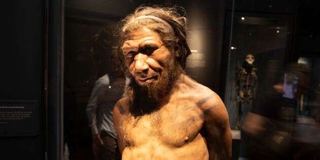 Des chercheurs vont créer des mini-cerveaux avec de l'ADN de Néandertal