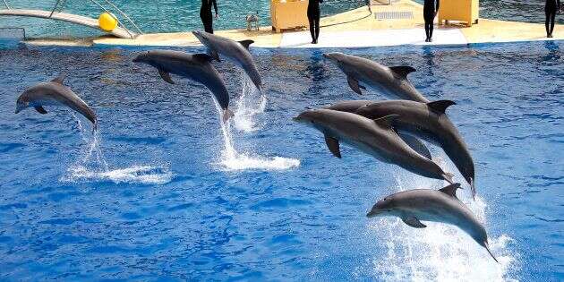 Le Conseil d’État annule l'arrêté interdisant la reproduction des dauphins en captivité