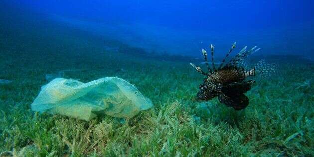 Pollution marine: le nombre de sacs plastiques en baisse grâce aux campagnes de sensibilisation.