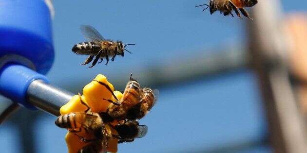 75% du miel mondial contient des pesticides qui déciment les abeilles (des abeilles atterrissent sur une mangeoire à abeilles dans un jardin public de Santiago, au Chili)