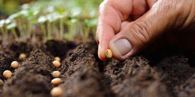 Pour des semences reproductilbles en toute liberté