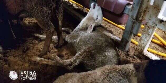Une vidéo dénonce les effroyables conditions de transport par cargo de milliers de moutons vers l'Australie